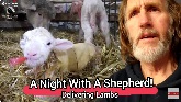 A Night With A Shepherd Delivering Lambs