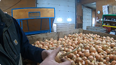 Packing Onions and Potatoes