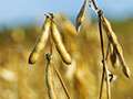 Video: Farm Factor - Kansas Soybean Update Featuring Doug Shoup