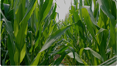 What Canadian Farmers are Saying About Enogen™ Corn