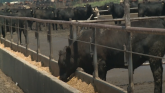 Cattle Market Outlook: Record Highs,...