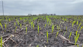 Emerging Cereals in Manitoba - Spring...