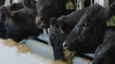 Innovation - An Ontario Beef Research Centre Tour