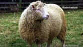 Dolly the Sheep