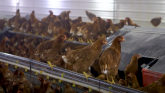 H5N1 Continues to Distort Egg Market