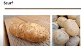 Online Training: Potato Disease Identification