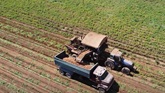 Potato Harvest for Frito-Lay Canada