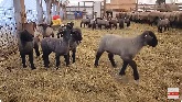 Suffolk Ewe ADOPTS Dorset Lamb! | Sh...