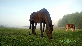 The Canadian Federation of Agricultu...