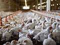 Video: Georgia Inventor Could Revolutionize Poultry Processing