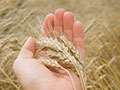 High Yield Wheat Tips