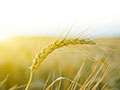 Will Your Wheat Rust Away? Maybe It