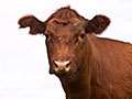 The Angus Report: CattleFax Market Update