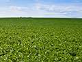 What Cover Crops Mean For You
