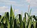  Bonkowski Farms Making Corn 