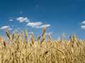 Wheat Update