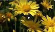 Bush Daisy Produces Abundant Yellow Flowers