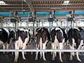 Better Outlook For Dairy Industry In 2017