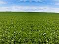 Farm Factor - Kansas Soybean Update Featuring Brandon Geiger