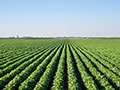 Soybean Research Results - Keith Glewen