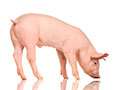 Antibiotics persistance and a solution for antibiotics release in the Canadian swine industry