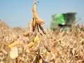 Farm Factor - Kansas Soybean Update Featuring Chad Bontrager