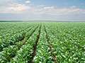 Healthy Soil For Healthy Plants And Environment: Agronomy Feeds The World