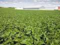 Farm Factor - Kansas Soybean Update f...