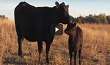 Angus VNR: Sizing Up The Ideal Calf