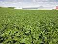 DuPont™ Lumisena™ fungicide seed treatment time-lapse