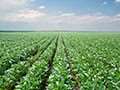 Nodulation in soybean | Dow Seeds Canada