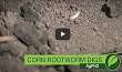 Corn Rootworm Digs