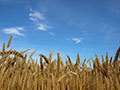 Canadian Foodgrains Bank Winter Wheat Harvest 