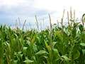 Growing Grain Corn In Southern Alberta