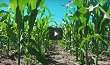 Ag Minute - Heat And Corn Growth 