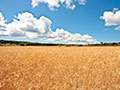 Wheat & Soybean Prices Jump On USDA News