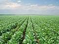 Pioneer® GrowingPoint® agronomy podcast — Recent Hail damage and potato leaf hopper discussion.