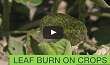 Farm Basics - Leaf Burn In Crops