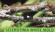 Sclerotinia White Mold