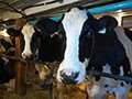 Investing in Agriculture: Dairy Cow Comfort