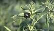 Ag Minute - Weeds At The End Of The F...