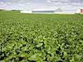 Dicamba Stewardship In Double Cropped Soybeans