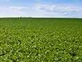 Introducing DuPont™ Lumisena™ fungicide seed treatment