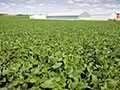 New Crop Options: Soybeans