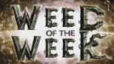 Week Of The Week - Pineapple Weed