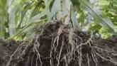 Farm Basics - Plant Nutrient Uptake