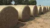 Aiming for Quality in Baling and Storing Hay