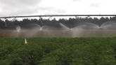 Researchers Work to Make Farm Irrigation More Efficient