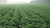 Northern Farmers Reporting Dicamba Damage