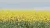 Alberta Canola - Let Your Name Stand